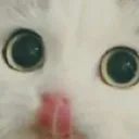 catToungle catToungle