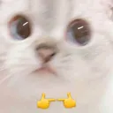 KittenAwkward