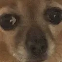 Gino