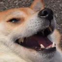 kekdog