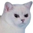mfw