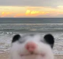 happibeachferret