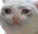 sadcat