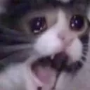 sadcat