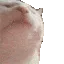 catjam