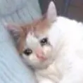 sadcat