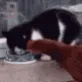 gato_vs_galinha