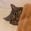 HGcatSleep HGcatSleep