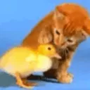 CatPetDuck