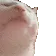 catJAM