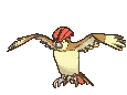 pidgeotto