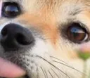 doggoRaz