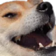 dogelul dogelul