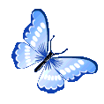 B_butterflyy