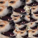 omniberk
