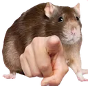RatPoint