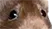 RatEyes