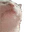 catvibing