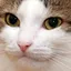 Catface Catface