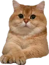 spam
