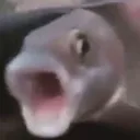 poggers