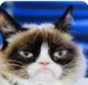 Grumpycat Grumpycat Discord Emoji