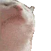 GroovyCat