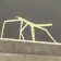 stickbug