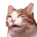 CatConfused