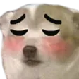 BlushingSadPup
