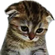 miyasadcat