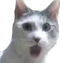 Pog Cat Discord Emoji