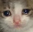 cat_sad4