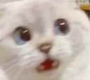 gato_no