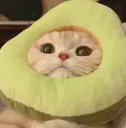 D2S_C_pearcat D2S_C_pearcat