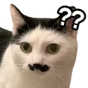 SCmustacheCONFUSED