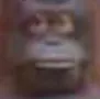 LeMonkeBruh