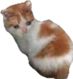 SCsmolSAD