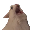 SCkittyCRY