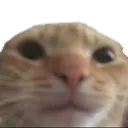 Catto catto Discord Emoji