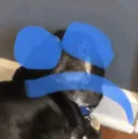 dogsad