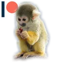 me_monkey