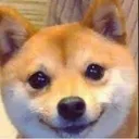 Happydoggo happydoggo Discord Emoji