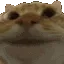 catyes
