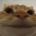 wideCat