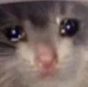 sadcat