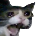 crycat