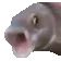 pogfish
