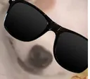 dogcool