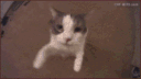 catvibecheck Discord emoji